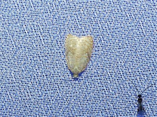 Acleris forsskaleana